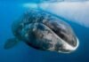 Las ballenas de groenlandia son ‘músicos de jazz’ en el ártico